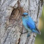 Blauer Vogel