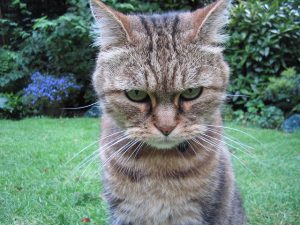 Katze