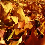 2012-08-27-Herbst Herbst