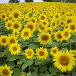 Feld mit Sonnenblumen