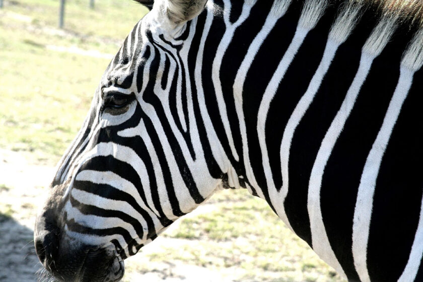 Virtuelle Safari: Möglichkeiten von Google Street View