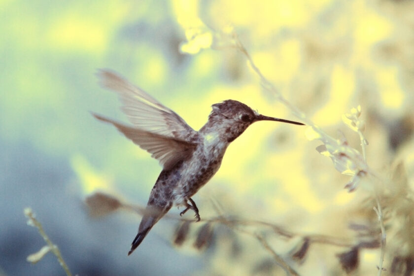 Hummingbird – Googles neuester Suchmaschinen-Coup!