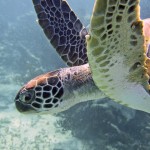 Underwater Street View