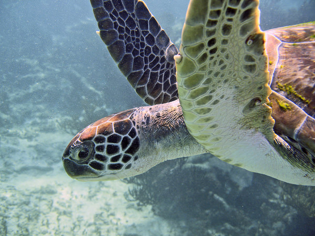 Mit Googles Underwater Street View in den Ozeanen schwimmen