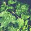 grüne Efeu Blätter